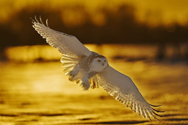 phoca_thumb_l_snugle_flukt__backlight-