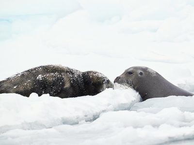 phoca_thumb_l_storkobbe-_DSC3294