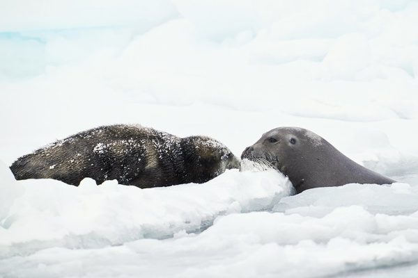 phoca_thumb_l_storkobbe-_DSC3294