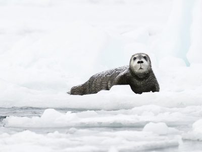 phoca_thumb_l_storkobbe_unge-_DSC3112