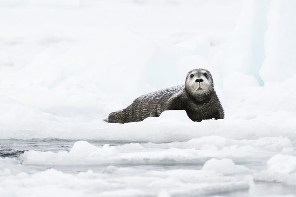 phoca_thumb_l_storkobbe_unge-_DSC3112