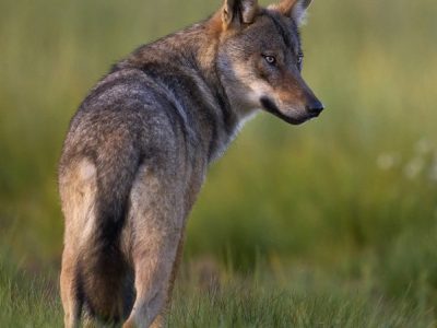 phoca_thumb_l_ulv_72-_DSC6240