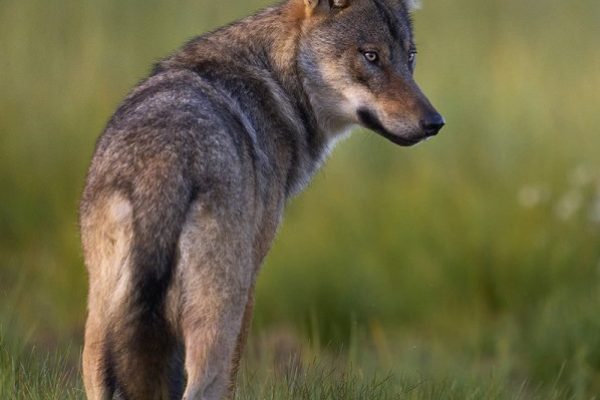 phoca_thumb_l_ulv_72-_DSC6240