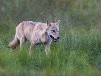 phoca_thumb_l_ulv_72-_DSC8087