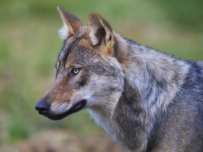 phoca_thumb_l_ulv_72-_DSC8374
