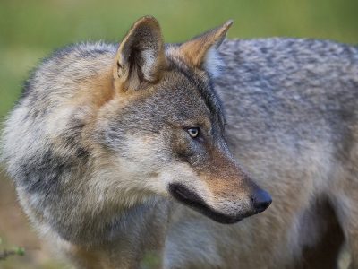 phoca_thumb_l_ulv_72-_DSC8387