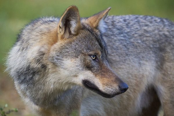 phoca_thumb_l_ulv_72-_DSC8387