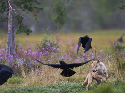 phoca_thumb_l_ulv_jager_ravn-