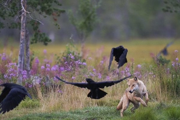 phoca_thumb_l_ulv_jager_ravn-