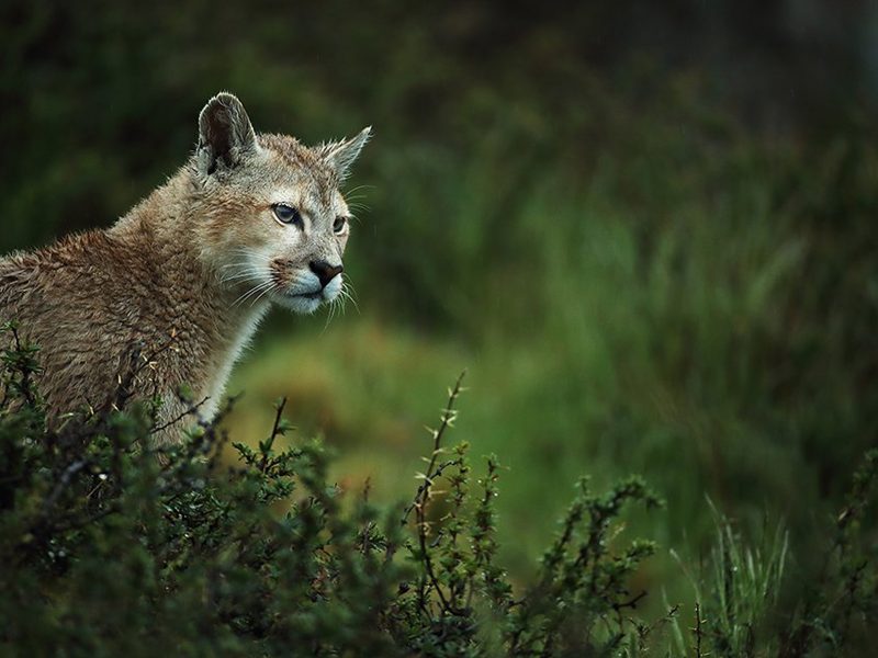 puma