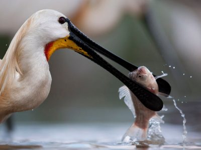 skjestork 1200_M000962