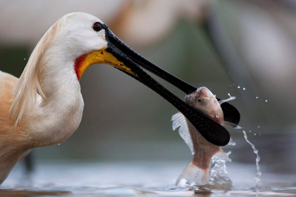skjestork 1200_M000962