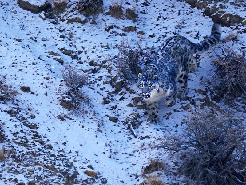 snoleopard